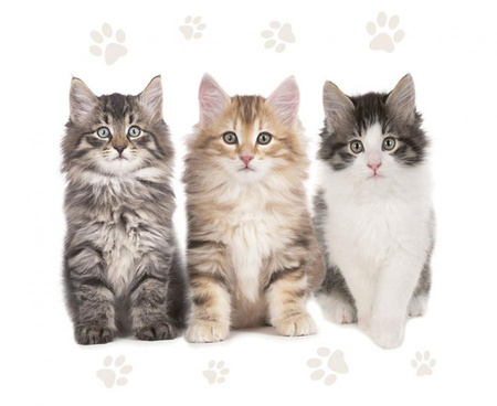 Serwetki papierowe The Beautiful Cats, 33 x 33 cm,  20 szt.