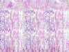 Kurtyna Party, opalizujący, 90 x 250cm