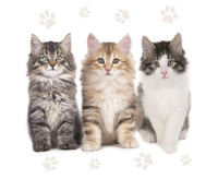Serwetki papierowe The Beautiful Cats, 33 x 33 cm,  20 szt.